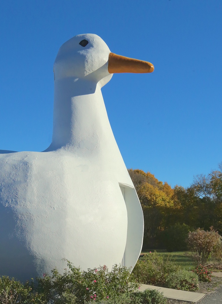 Big Duck Profile B+ 18986
