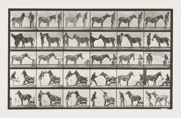eadweard-muybridge-animal-locomotion-man-with-a-donkey-1887