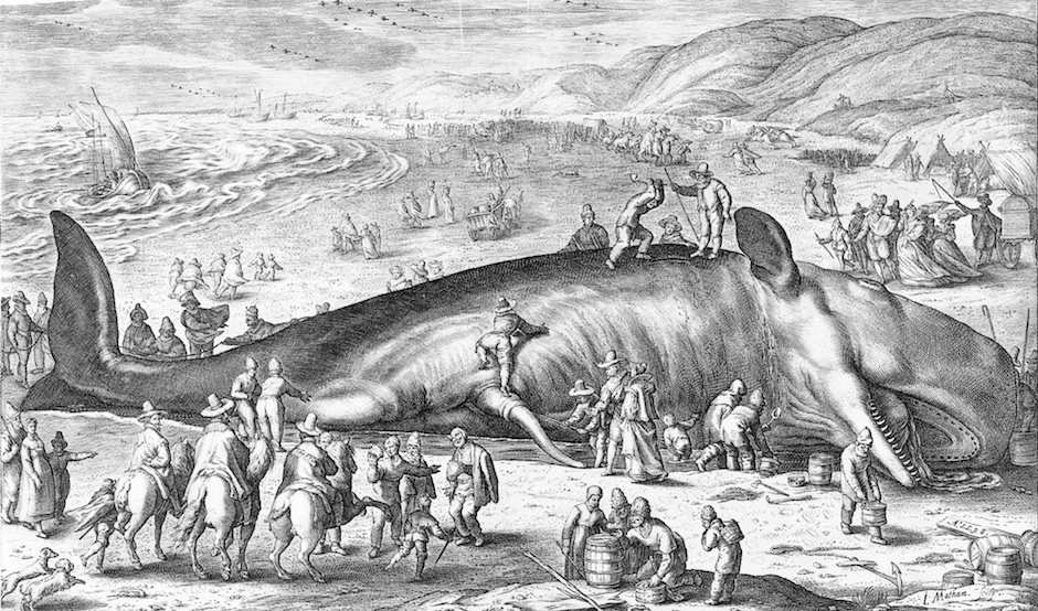 X-Hibit Closed: Southampton History Museum: Hunting The Whale — The ...