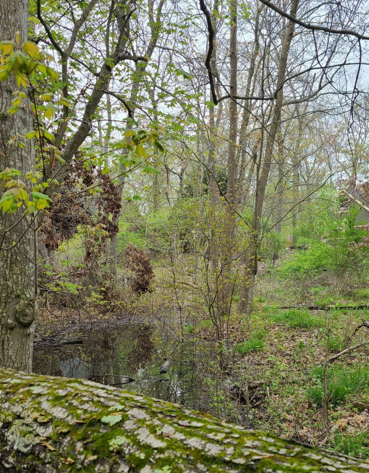 Peconic Land Trust / Conservation Update Soundview Avenue Preserve, Southold Art