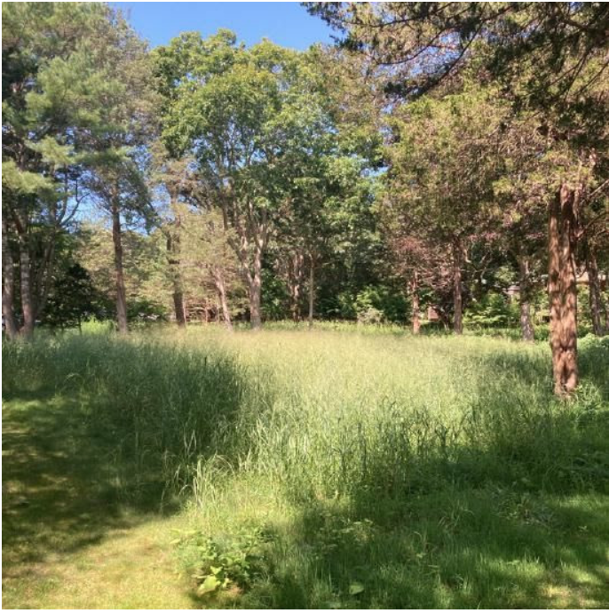 Peconic Land Trust Parcels Donated to Create Beachway Preserve, Springs / Native Grasses